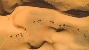 沙漠风景骆驼景色