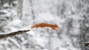 动物大雪中的松鼠跳跃景色