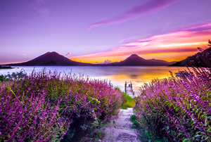 花海景色